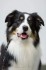 Arco Dog University Prague